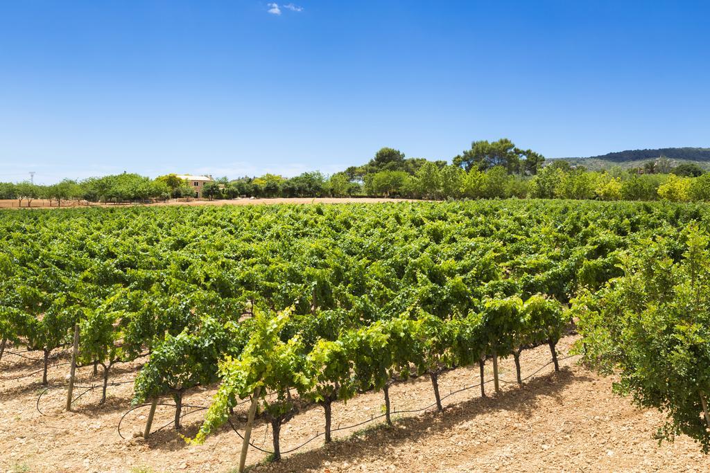 Sa Torre (adults Only) Santa Eugenia